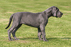 standing great dane puppy