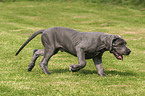 trotting great dane puppy