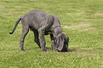 snuffling great dane puppy