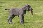 standing great dane puppy