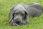 lying great dane puppy