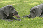 lying great dane puppies