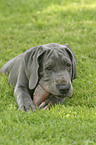 lying great dane puppy