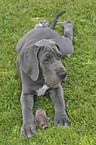 lying great dane puppy