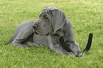 lying great dane puppy