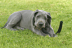 lying great dane puppy