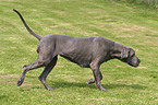 trotting great dane