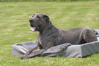 lying great dane