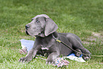 great dane puppy