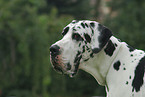 Great Dane Portrait