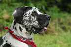 Great Dane Portrait