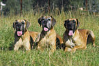 three great danes