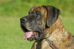 Great Dane Portrait