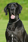 Great Dane Portrait