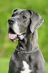 Great Dane Portrait