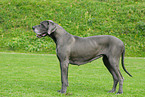 great dane