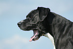 great dane portrait