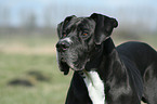 great dane portrait