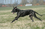 running great dane