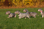 great dane puppies