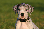 Great Dane Portrait