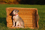 sitting great dane