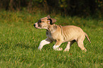 running great dane puppy