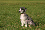 sitting great dane