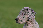 Great Dane Portrait