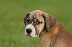 Great Dane Portrait