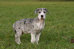 great dane puppy