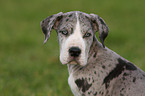 Great Dane Portrait