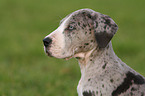 Great Dane Portrait