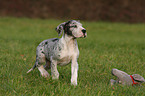 great dane puppy