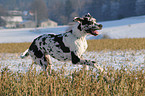 great dane in snow