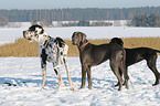 great dane in snow