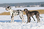 great dane in snow