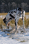 great dane in snow