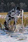 great dane in snow