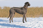 great dane in snow