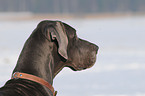 great dane in snow