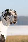 great dane in snow