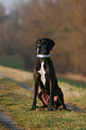 sitting Great Dane