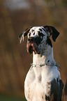 Great Dane Portrait