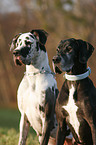 sitting Great Danes