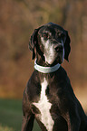 Great Dane Portrait