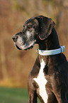 Great Dane Portrait