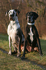 sitting Great Danes