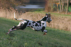 running Great Dane