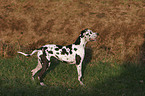 standing Great Dane